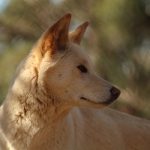 You Can Train A Dog – But Can You Train A Dingo?