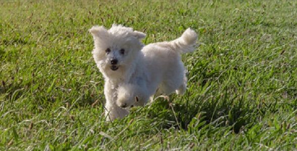 Top 10 Hypo-Allergenic Dogs