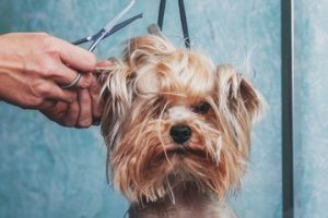 How To Groom Your Dog