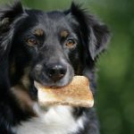 Can Dogs Eat Toast?